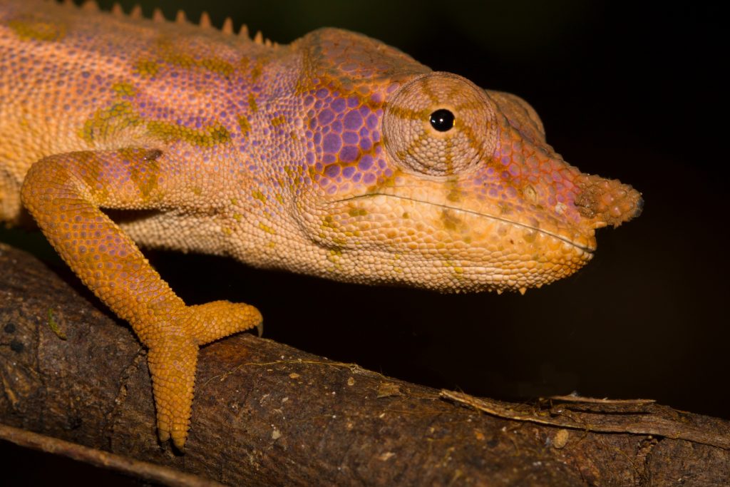 Furcifer rhinoceratus