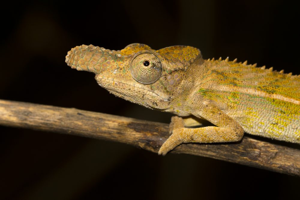 Furcifer rhinoceratus