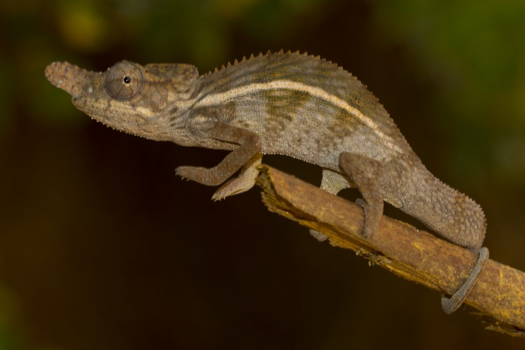 Furcifer rhinoceratus