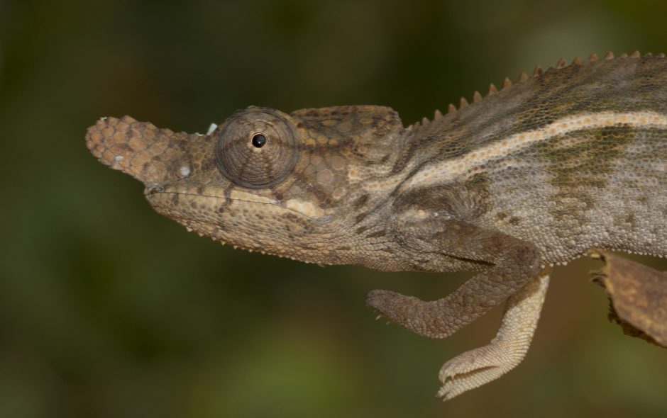 Furcifer rhinoceratus