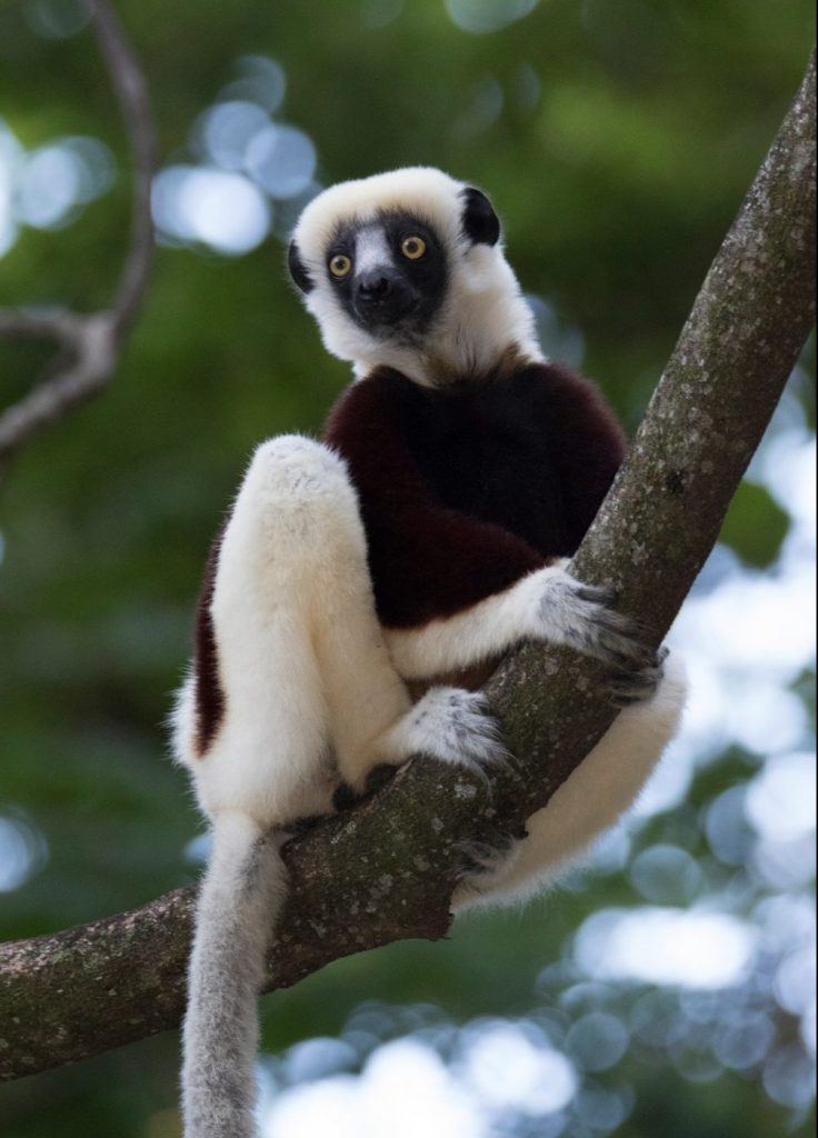 Coquerel-Sifaka