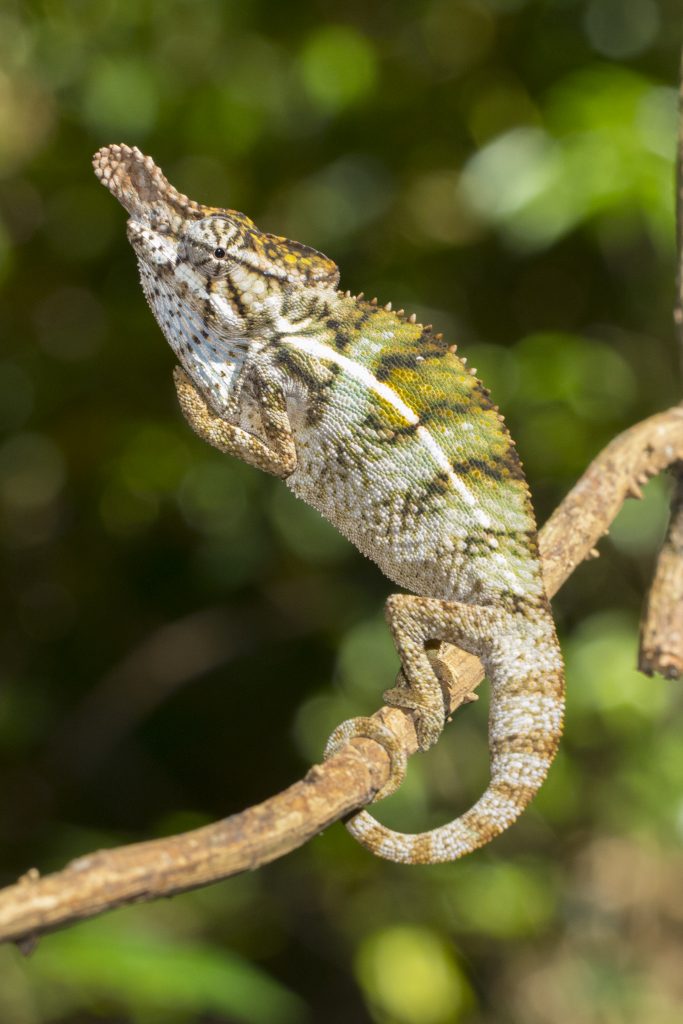 Furcifer rhinoceratus