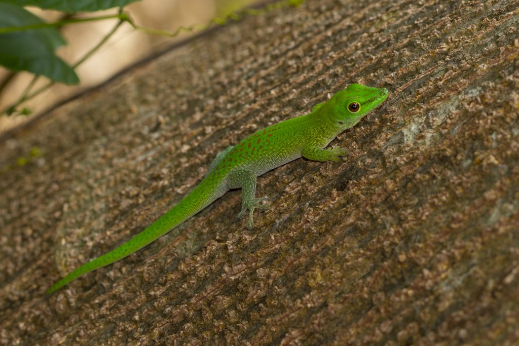 Phelsuma kochi