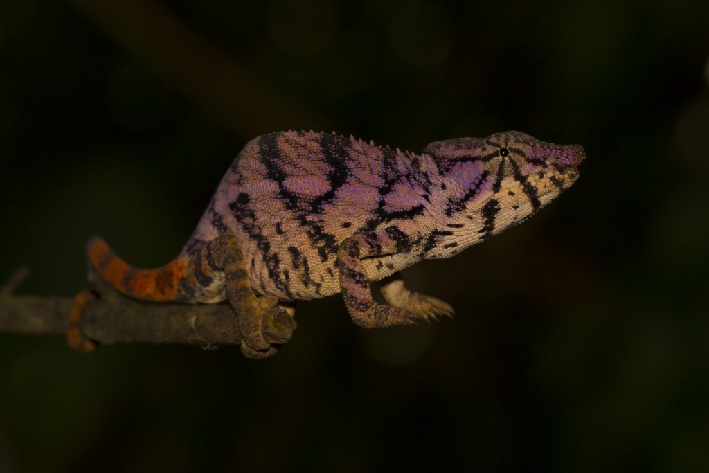 Furcifer rhinoceratus