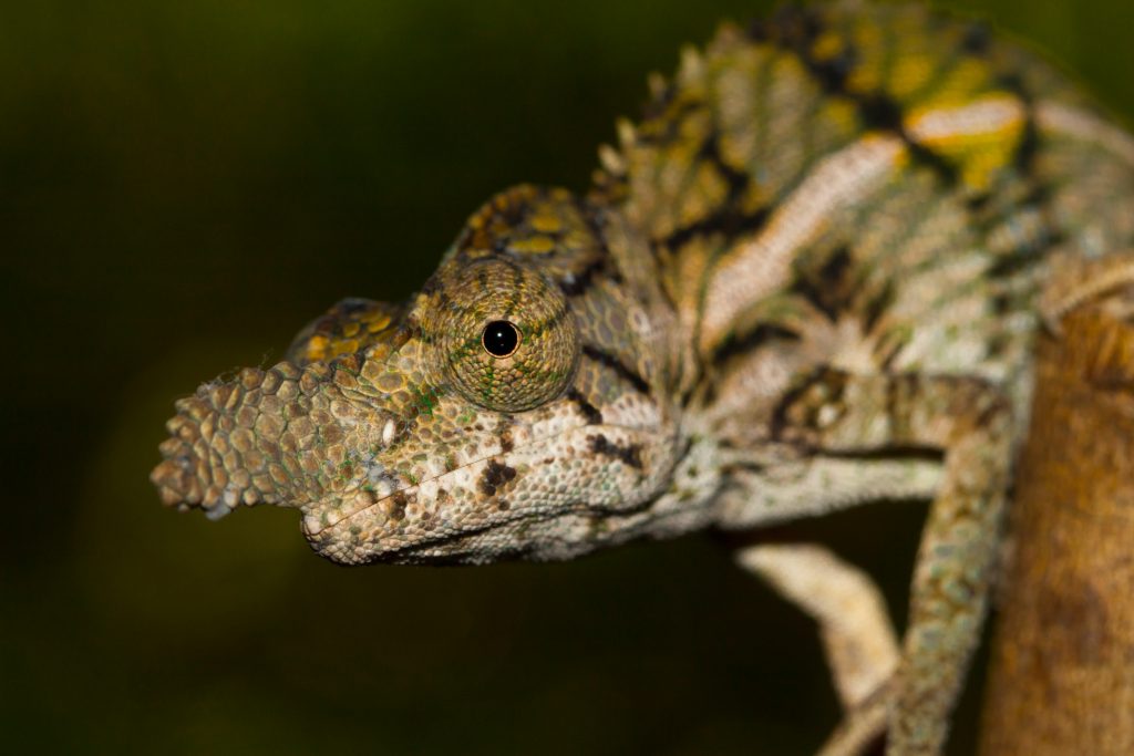 Furcifer rhinoceratus