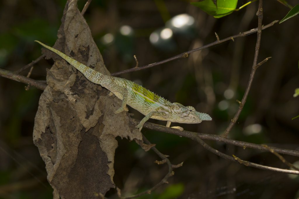 Furcifer rhinoceratusnd Chrissi