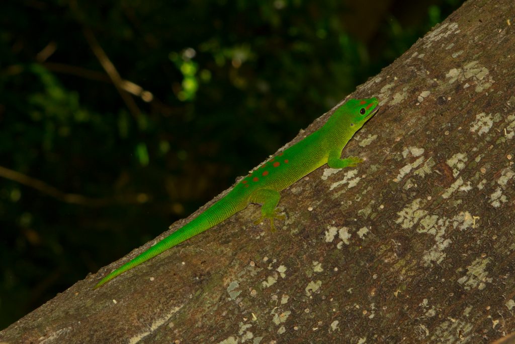 Phelsuma grandis