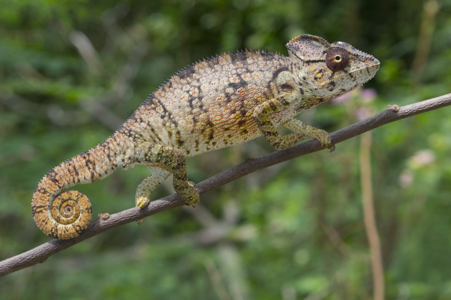 Furcifer oustaleti