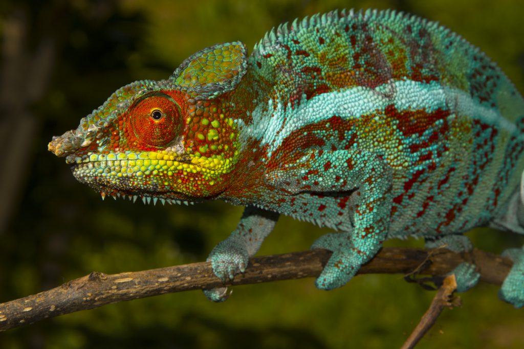 Furcifer pardalis