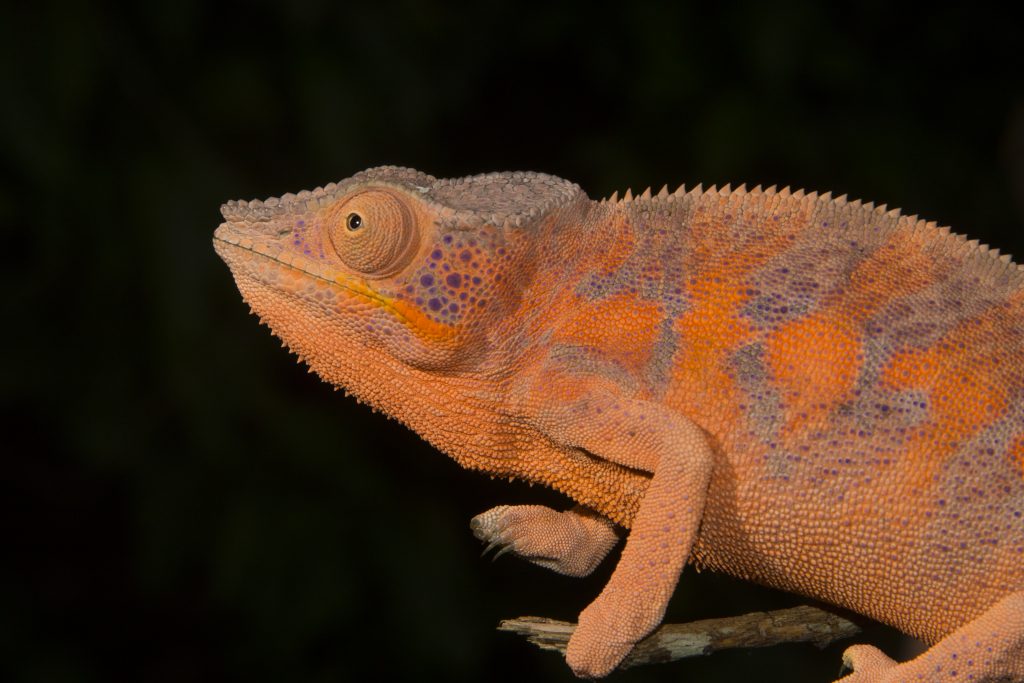 Furcifer pardalis