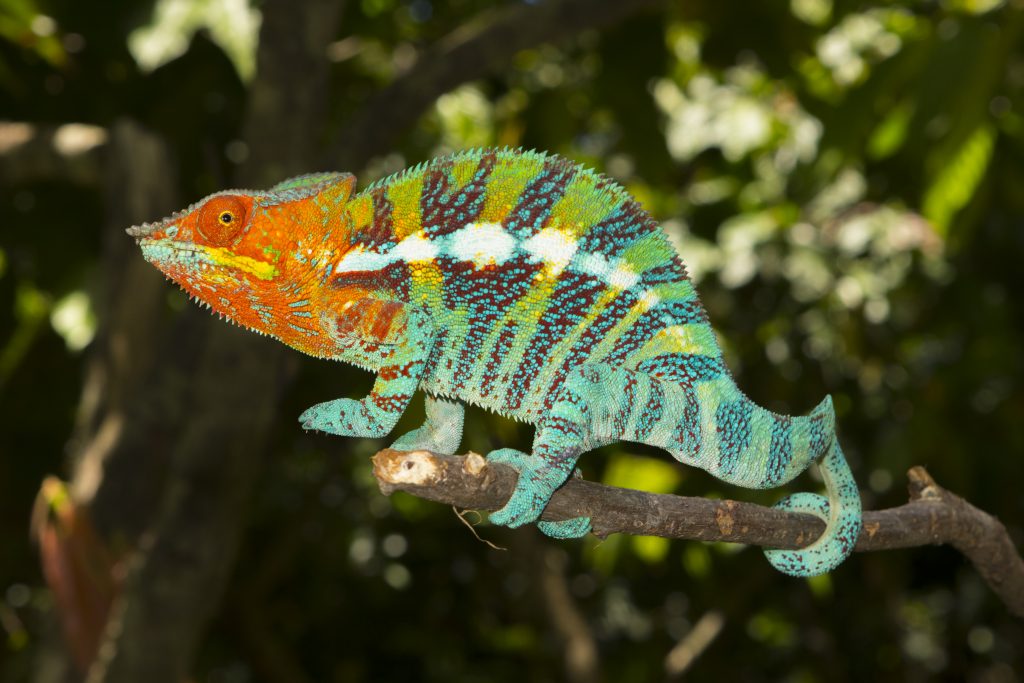 Furcifer pardalis