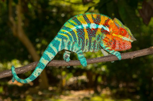 Furcifer pardalis