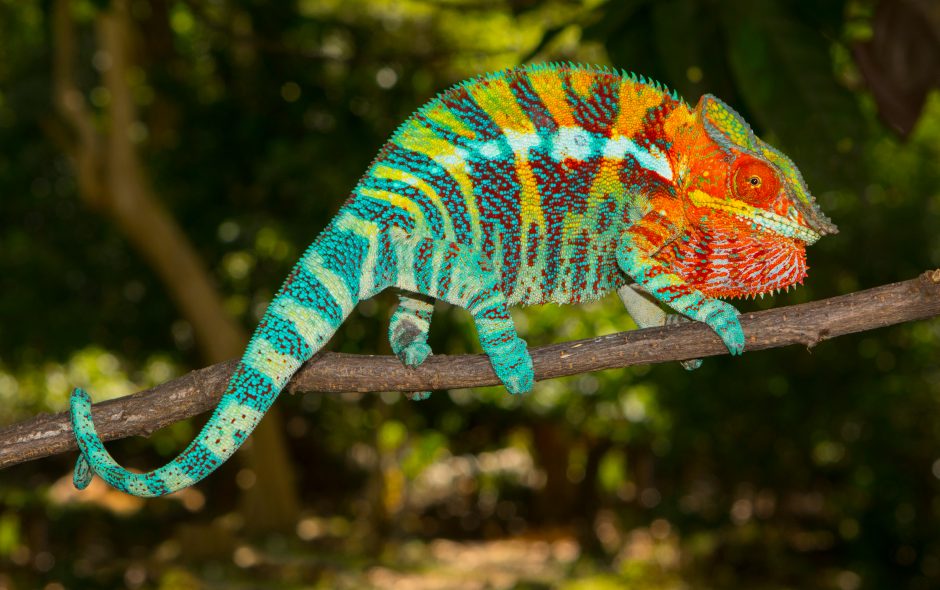 Furcifer pardalis