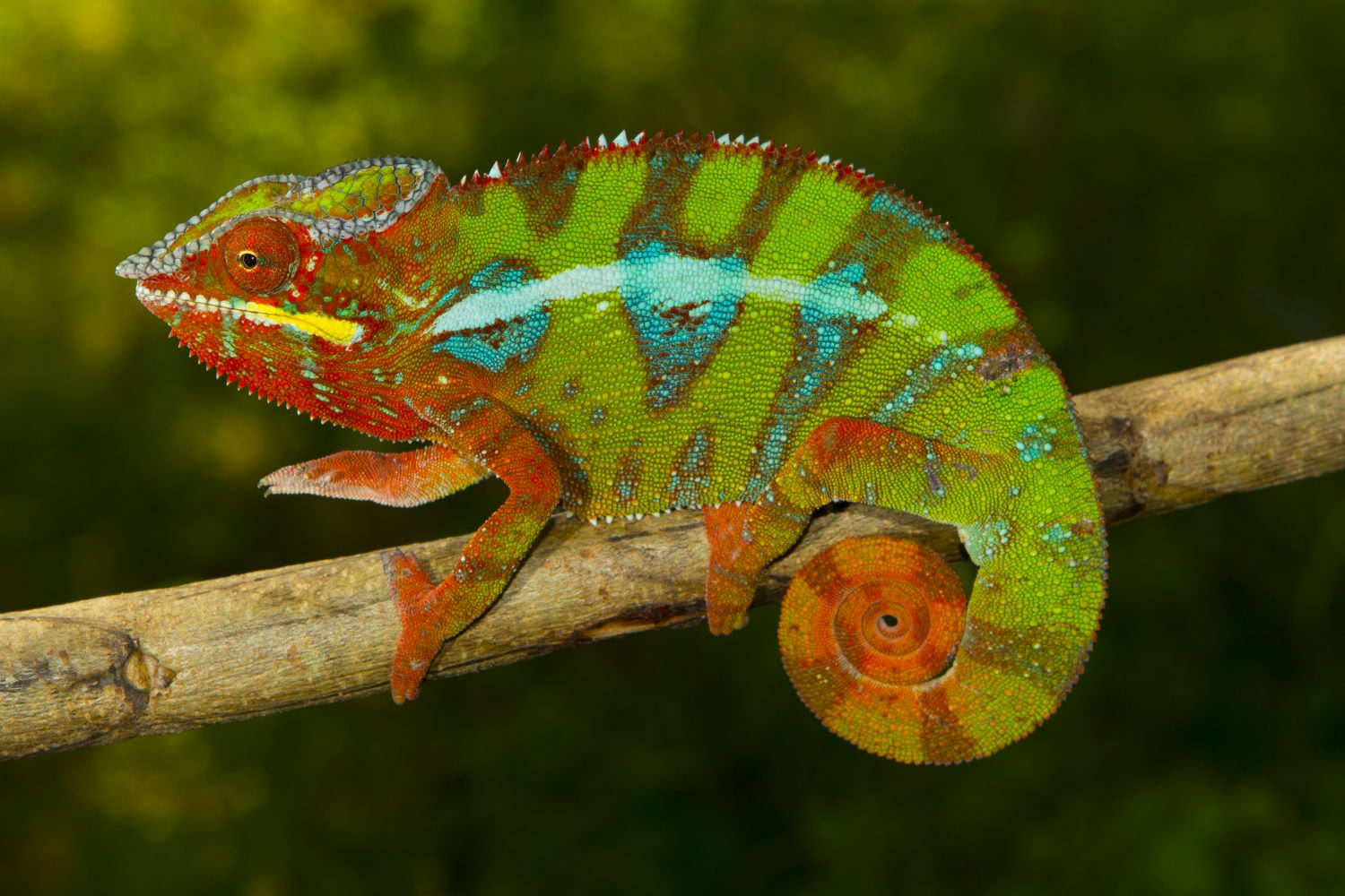 Furcifer pardalis