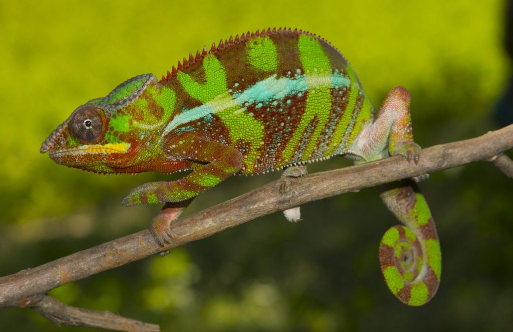 Furcifer pardalis