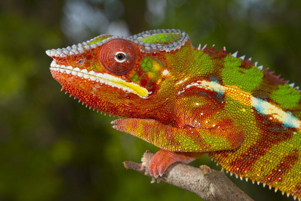 Furcifer pardalis