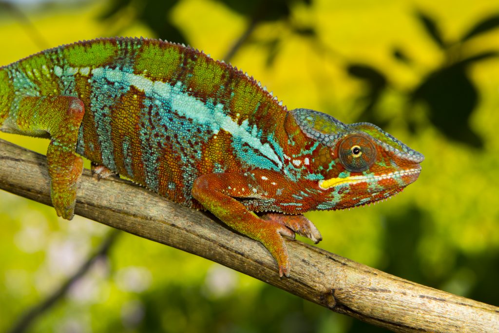 Furcifer pardalis