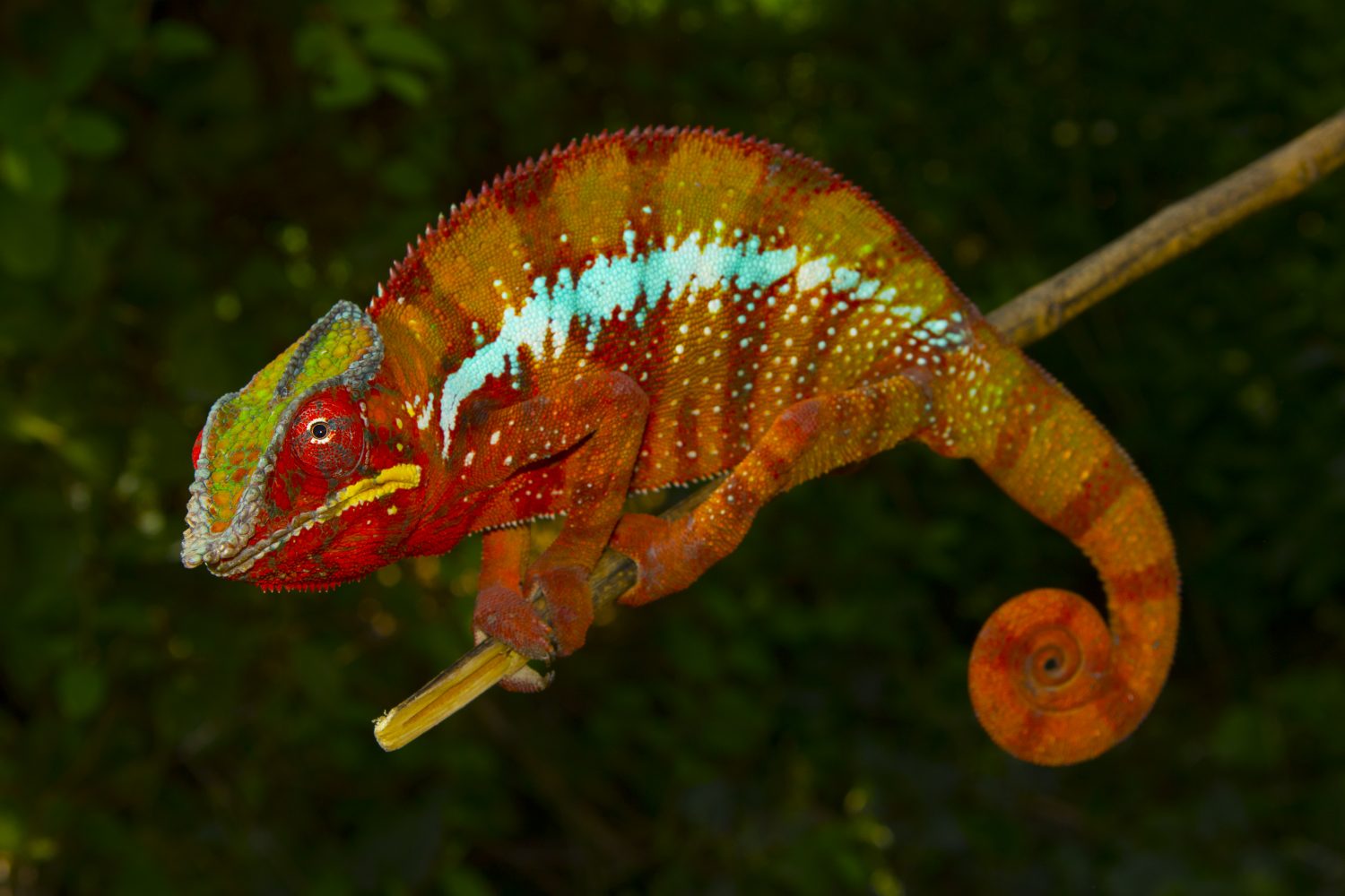 Furcifer pardalis