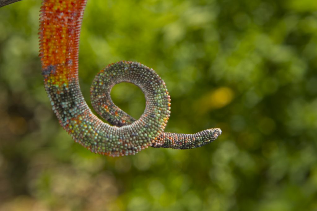 Furcifer pardalis