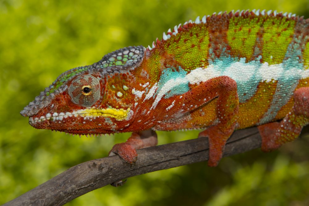 Furcifer pardalis