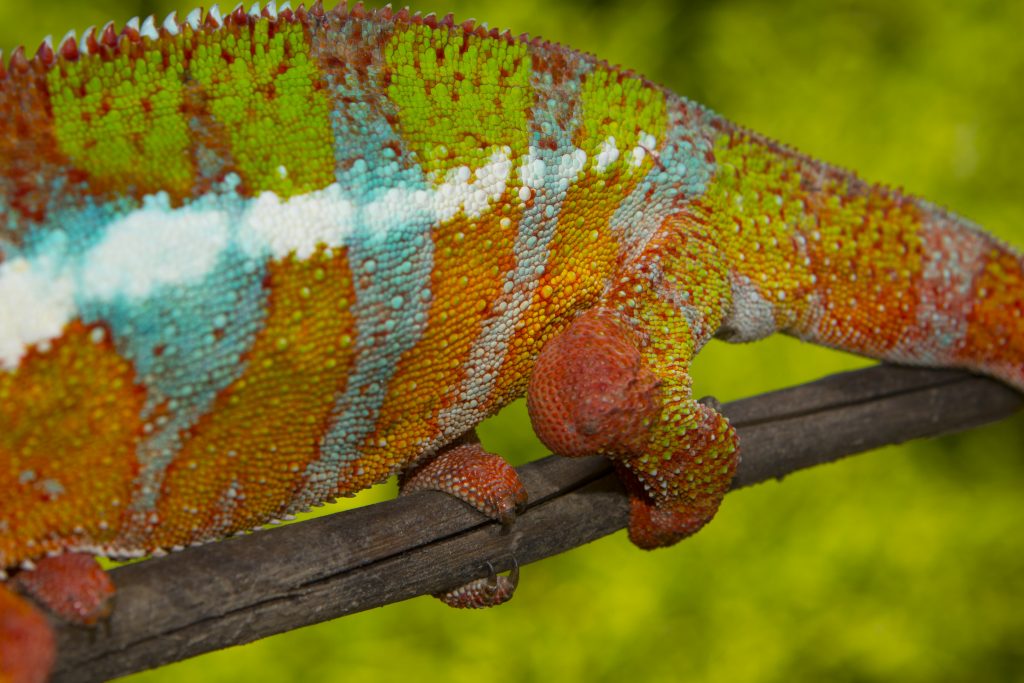 Furcifer pardalis