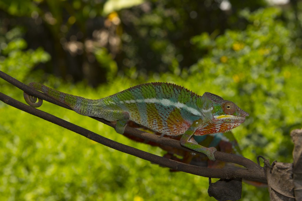 Furcifer pardalis