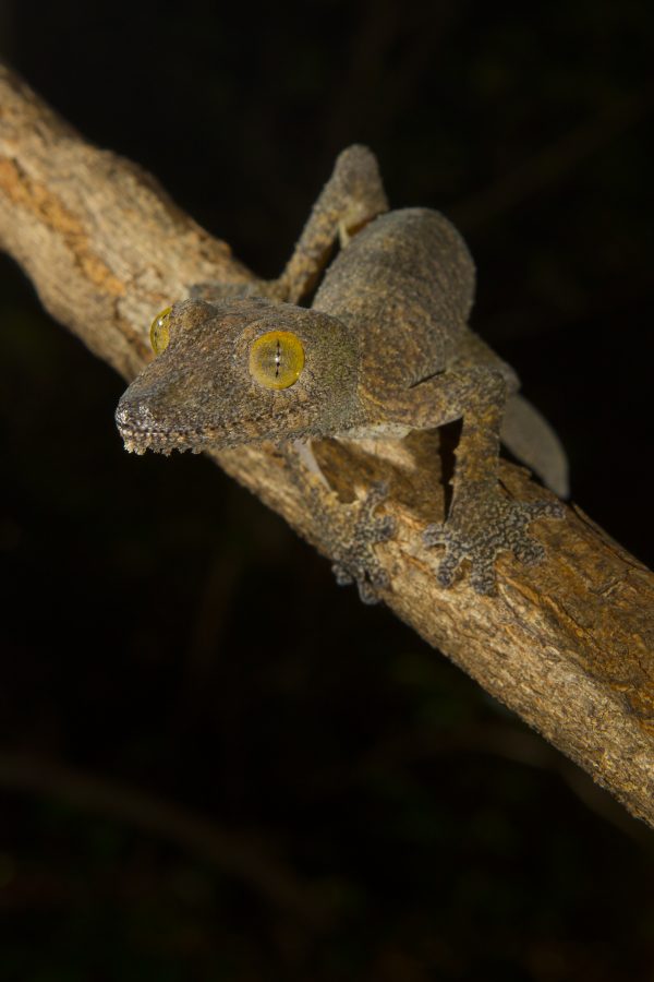 Uroplatus henkeli