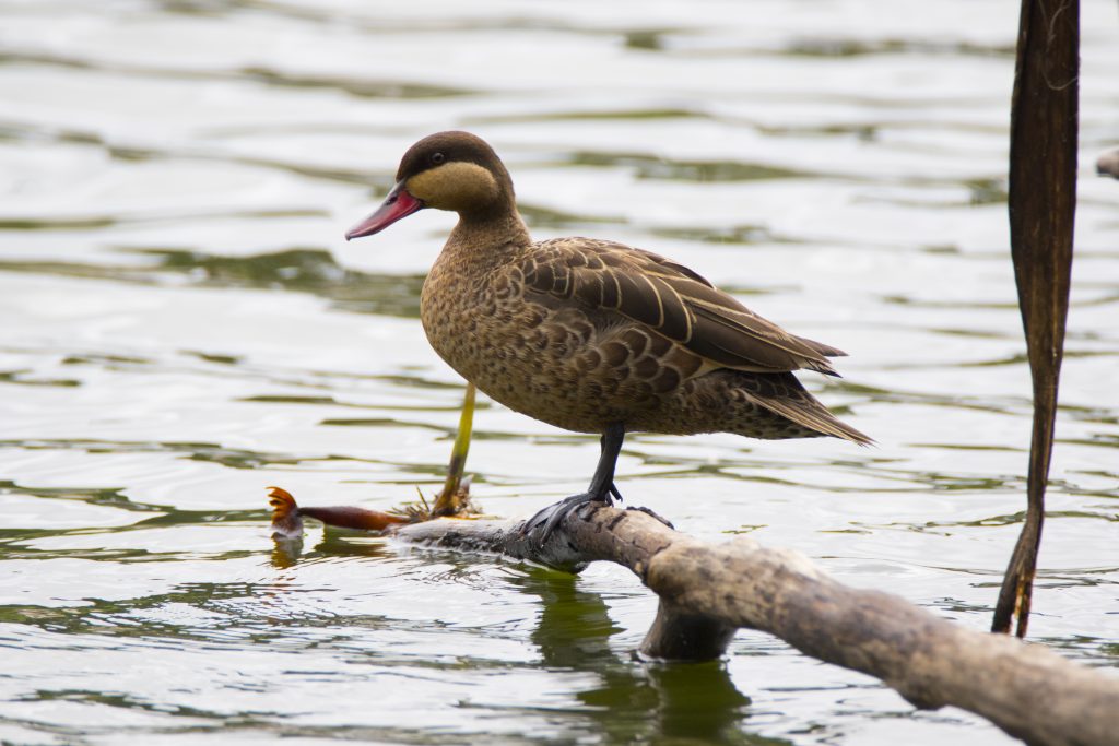 Am Vogelsee