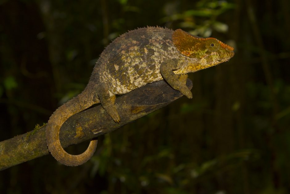 Calumma brevicorne
