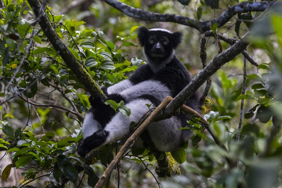 Indri