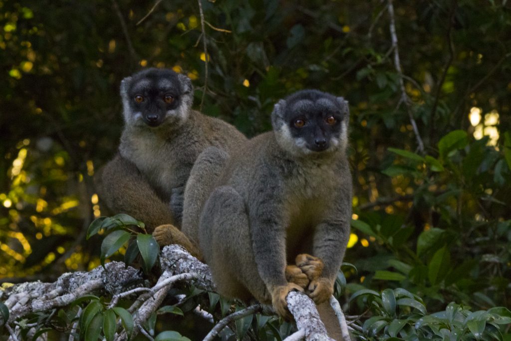 Eulemur fulvus