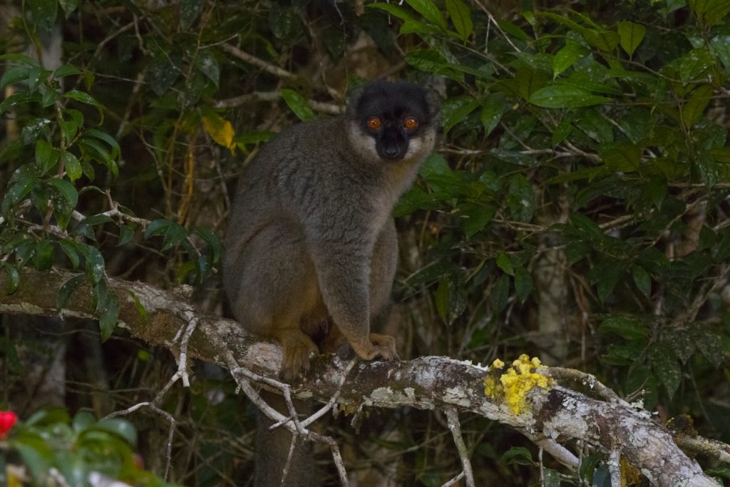 Eulemur fulvus