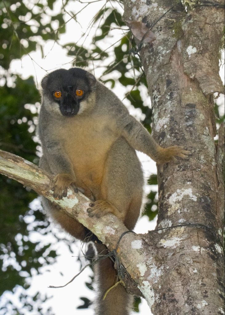 Eulemur fulvus