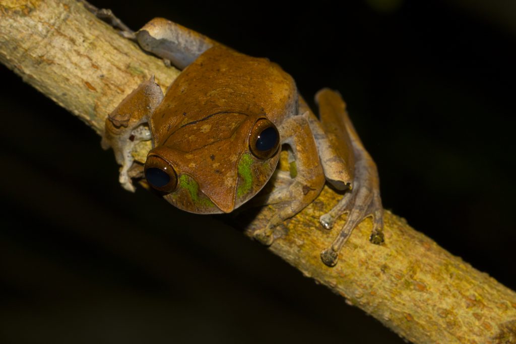 Boophis madagascariensis