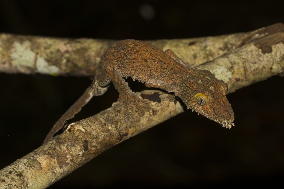 Uroplatus sikorae