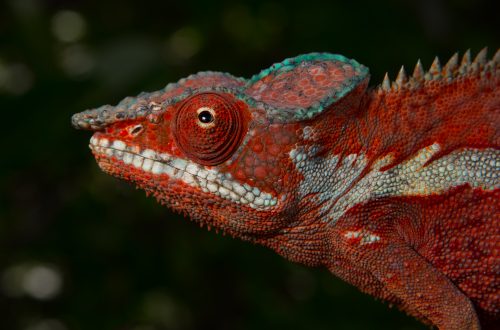 Furcifer pardalis