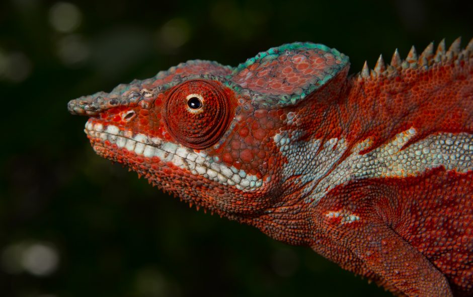 Furcifer pardalis