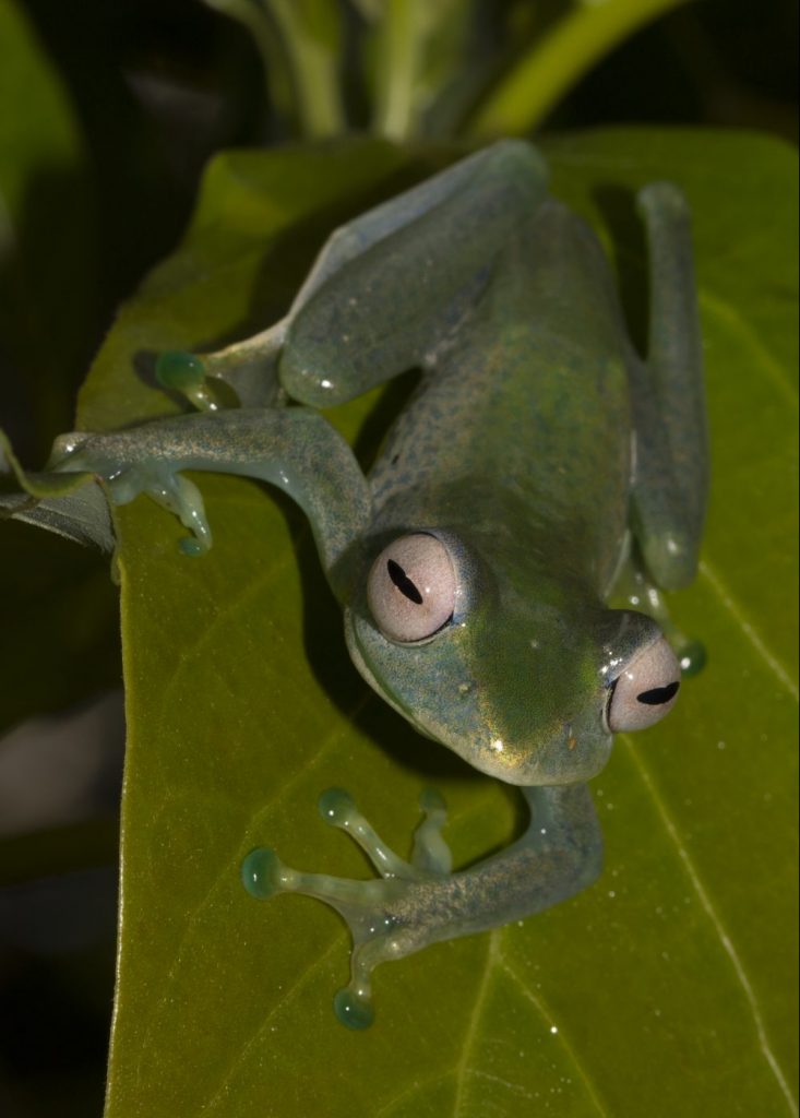 Boophis elenae