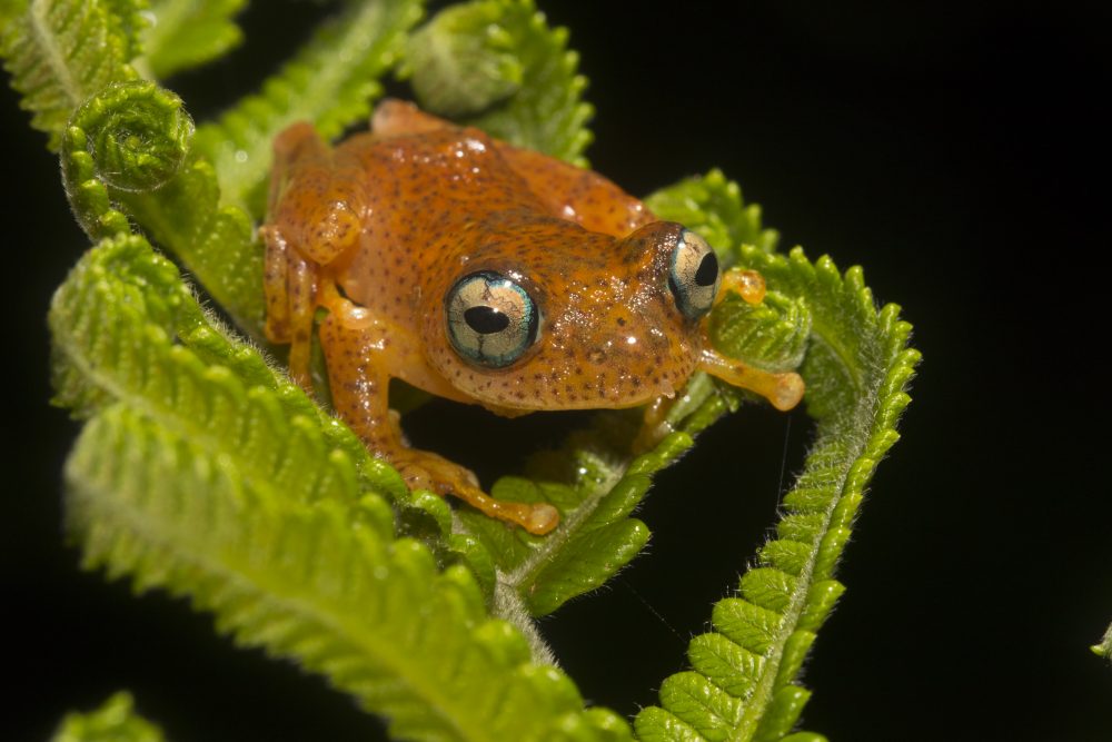 Boophis pyrrhus