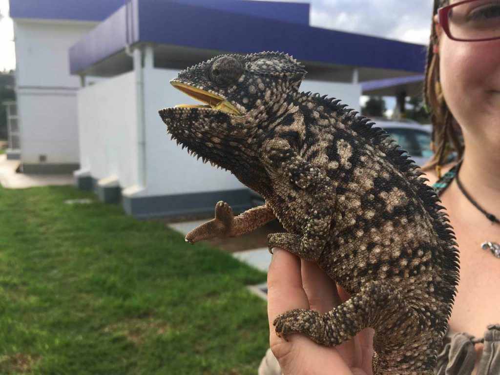 Furcifer oustaleti an der Tanke von Ambohimangakely