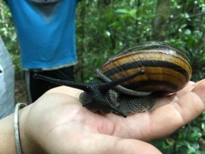 Schnecke in Analamazaotra