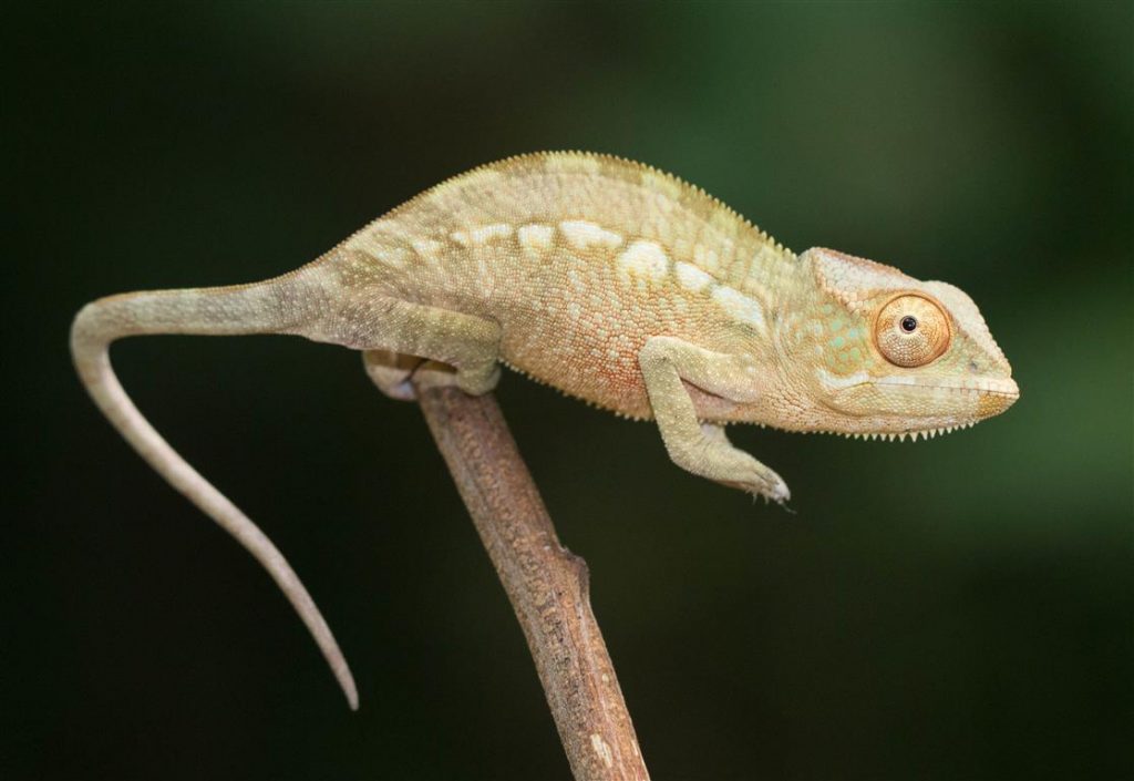 Furcifer pardalis