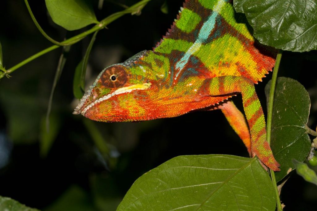 Furcifer pardalis