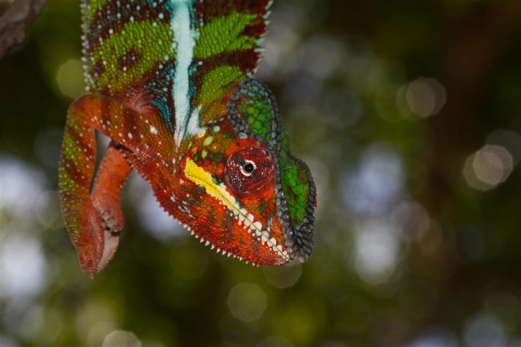 Furcifer pardalis