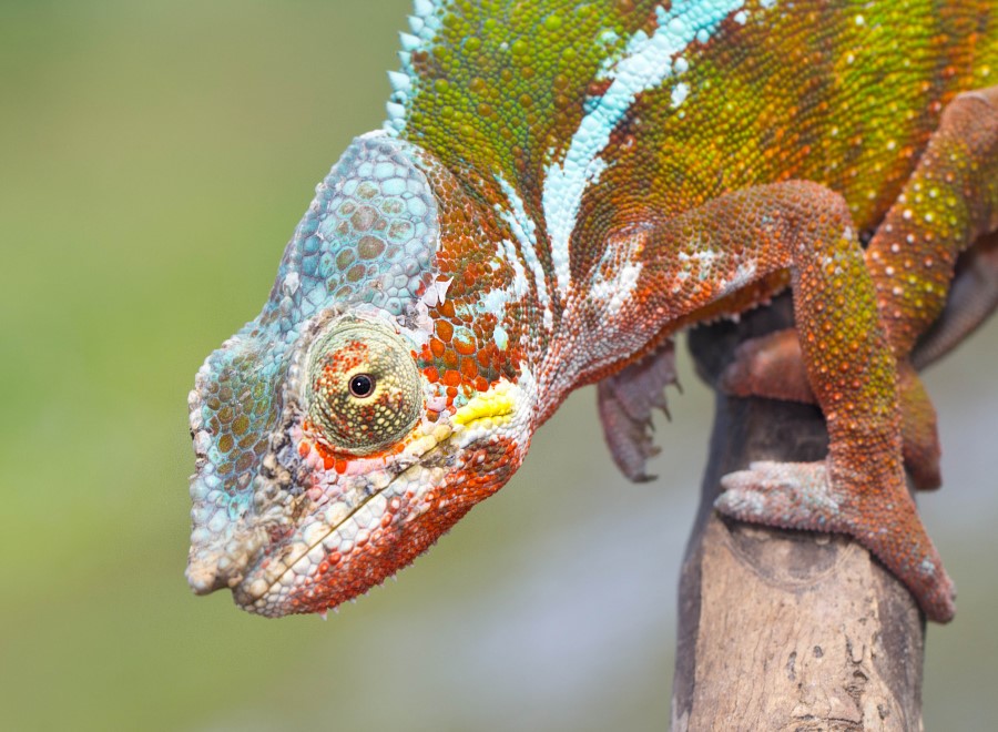 Furcifer pardalis