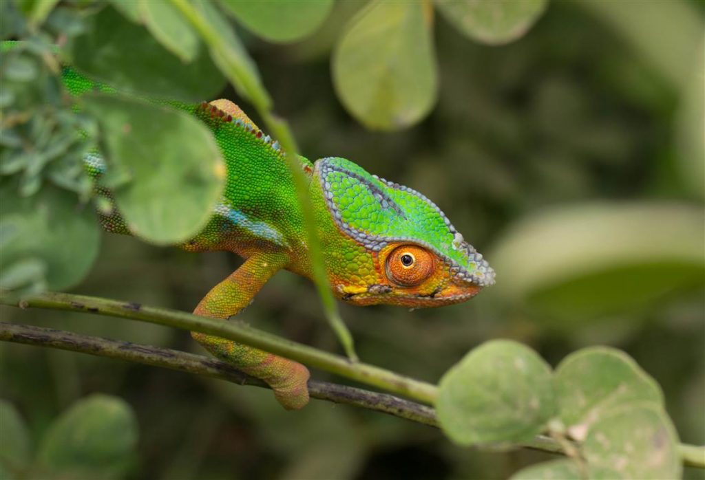 Furcifer pardalis