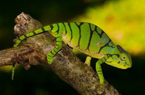 Furcifer timoni