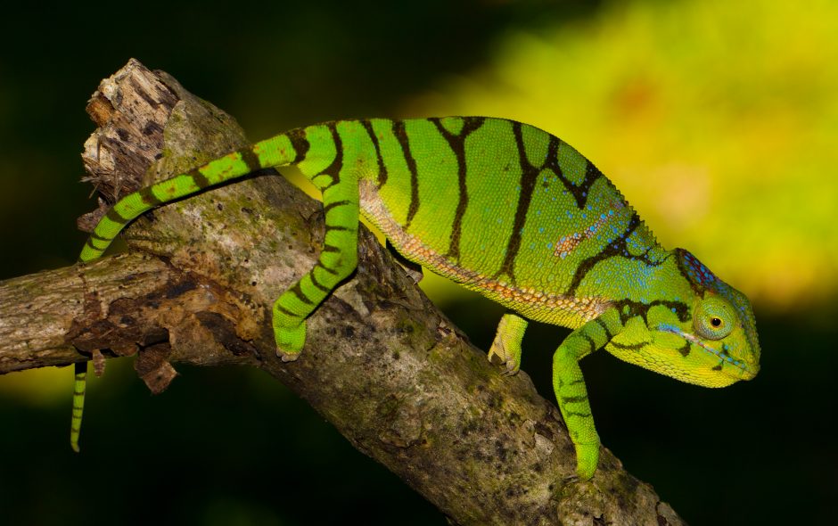 Furcifer timoni