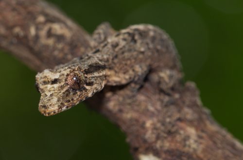 Uroplatus alluaudi