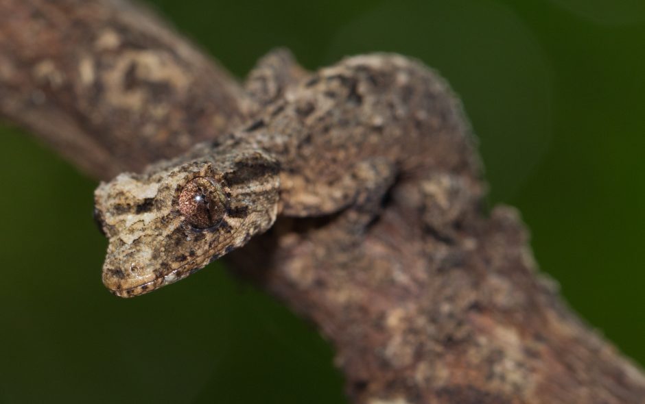 Uroplatus alluaudi